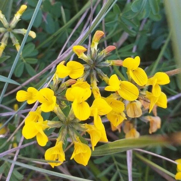 Hippocrepis comosa Blüte