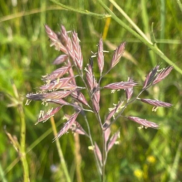 Festuca rubra Blüte