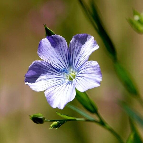 Linum usitatissimum 花