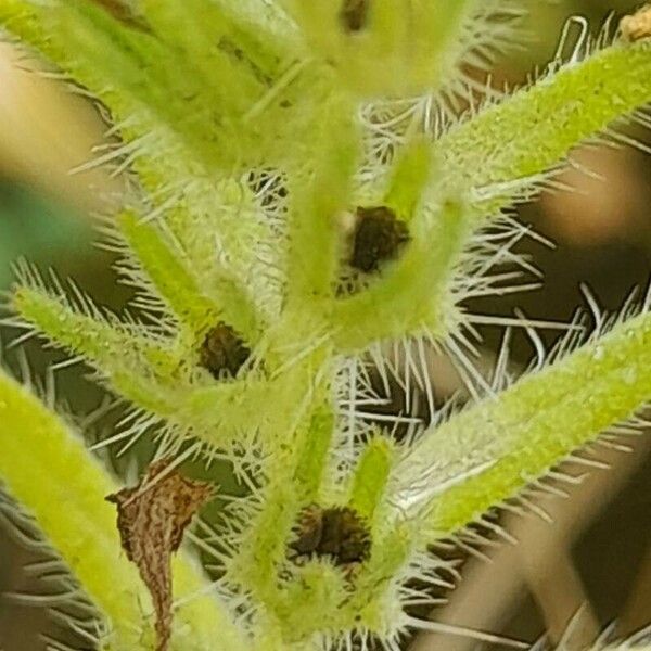Arnebia decumbens Plod
