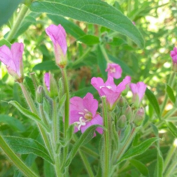 Epilobium hirsutum Blodyn