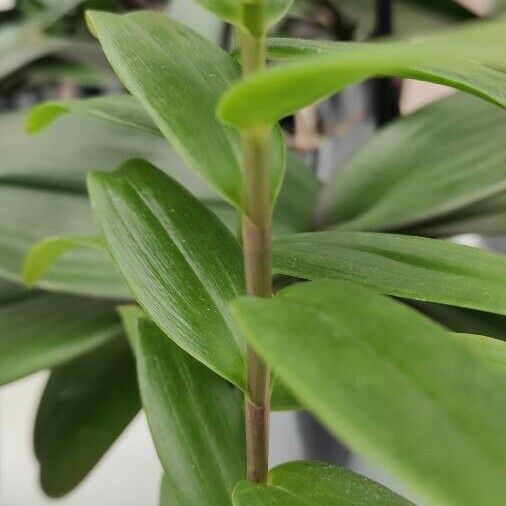 Epidendrum radicans Blatt