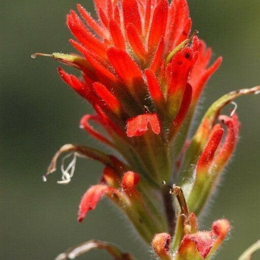 Castilleja pruinosa Blodyn