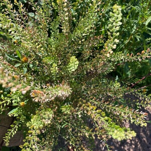 Lepidium ruderale Leaf