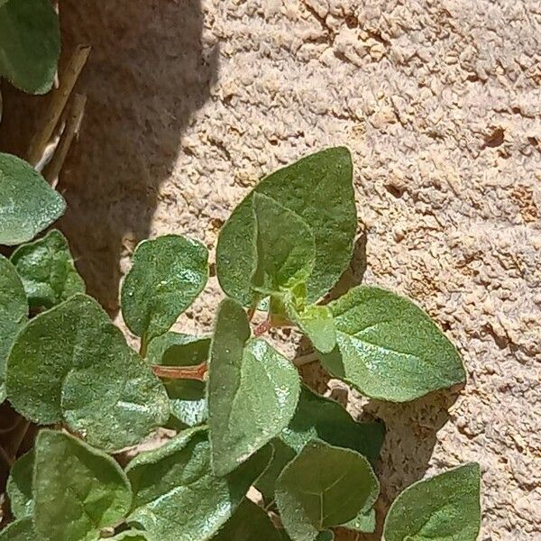 Parietaria lusitanica Blad