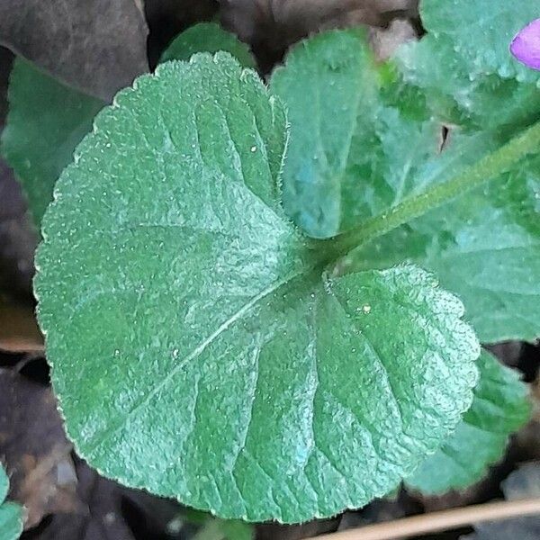 Viola odorata Blad