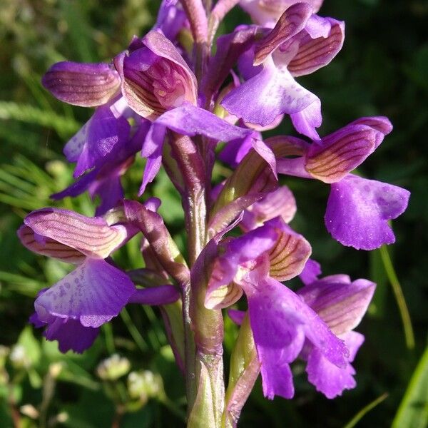 Anacamptis morio 花