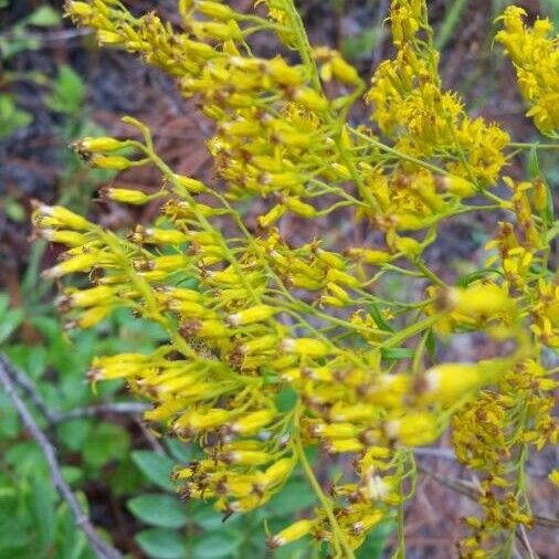 Solidago odora Flor