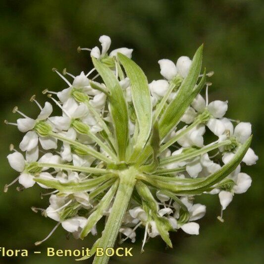 Pleurospermum austriacum 花