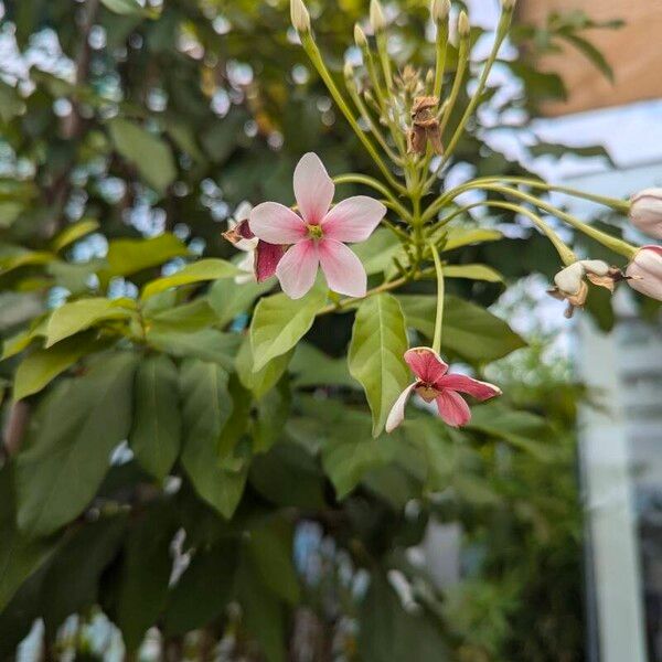 Combretum indicum 花