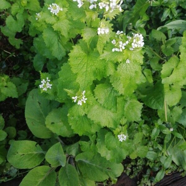 Alliaria petiolata Flor