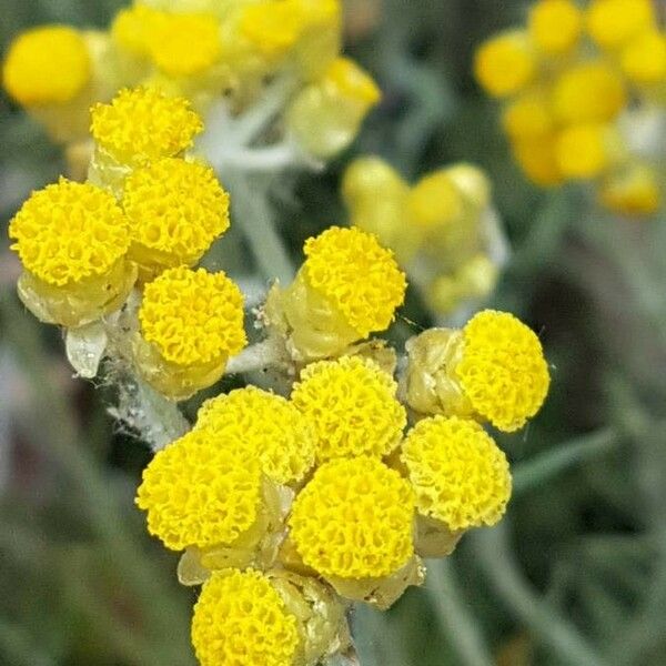 Helichrysum stoechas Cvet