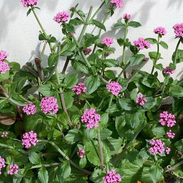 Valeriana macrosiphon Habit