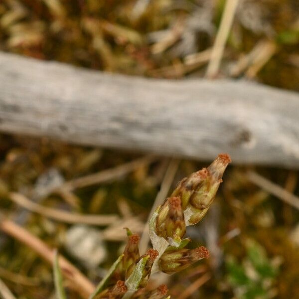 Omalotheca sylvatica Flor