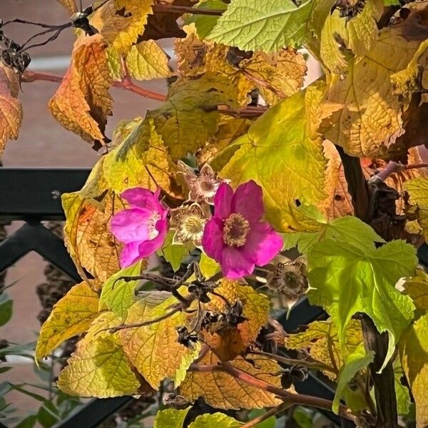 Rubus odoratus फूल