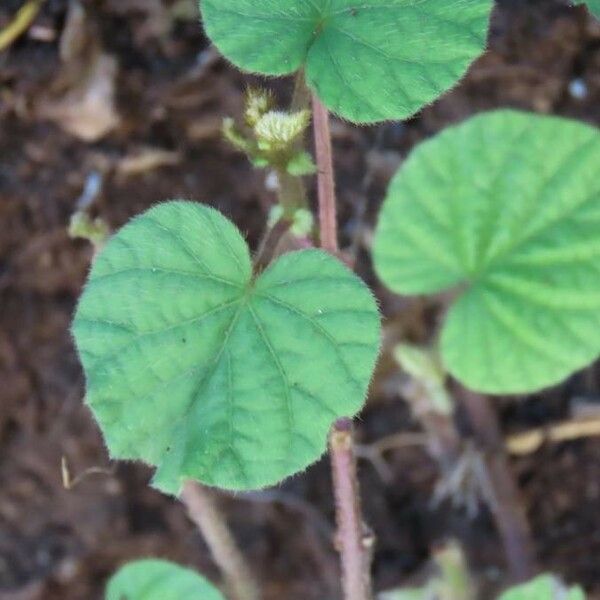 Ipomoea ficifolia Lapas