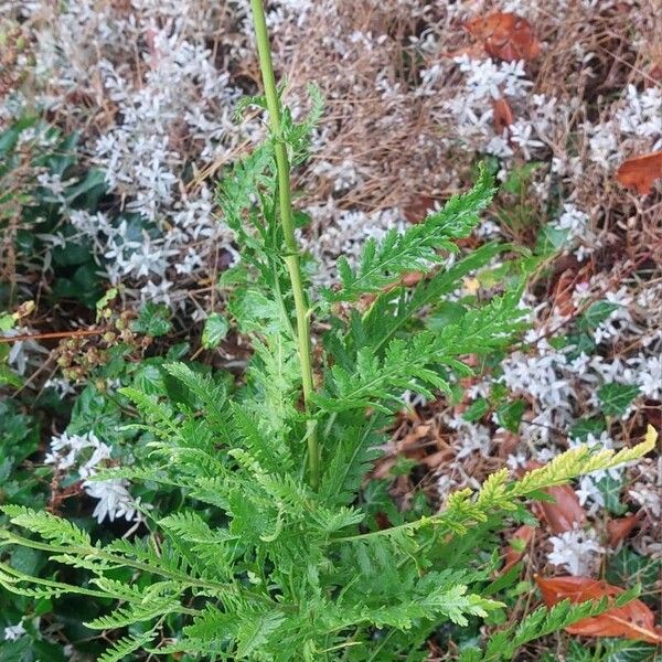 Achillea filipendulina 形態