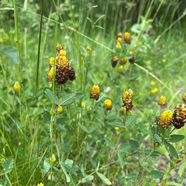 Trifolium spadiceum 花