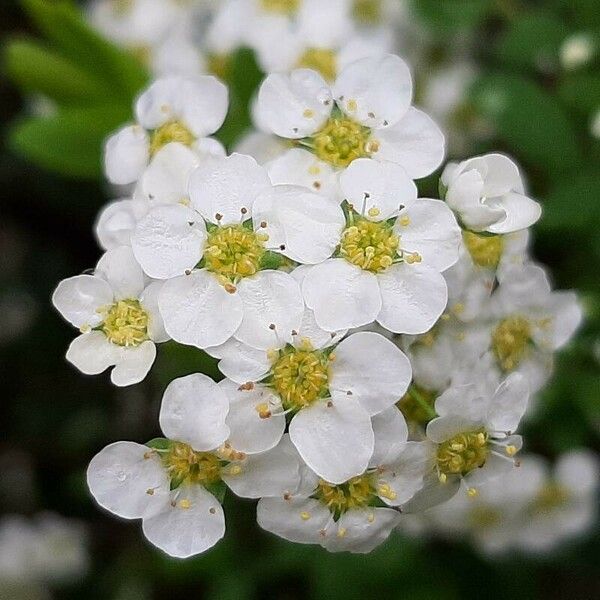 Spiraea hypericifolia 花