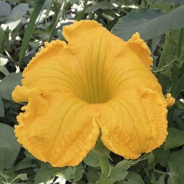 Cucurbita maxima Квітка