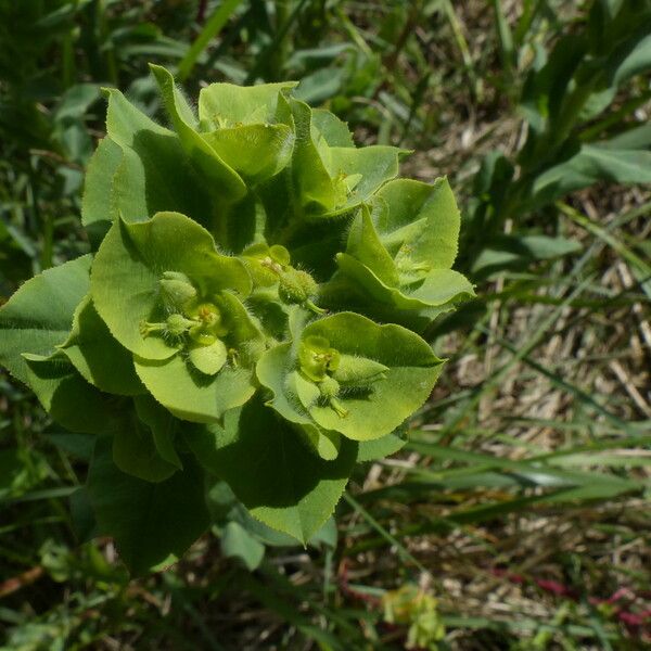 Euphorbia hirsuta Blomst