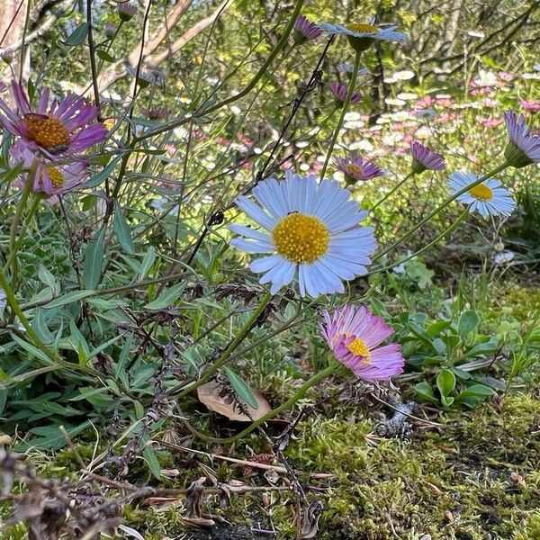 Erigeron karvinskianus പുഷ്പം