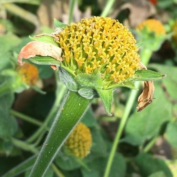 Tithonia rotundifolia Fruct