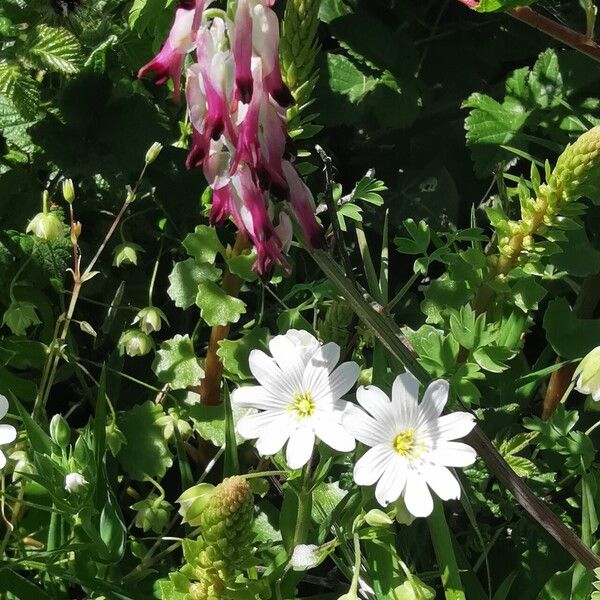 Fumaria bastardii Flower