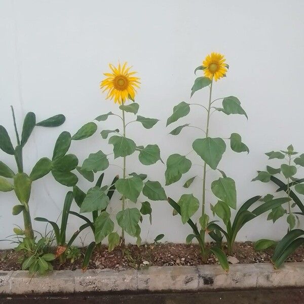 Helianthus argophyllus ᱵᱟᱦᱟ