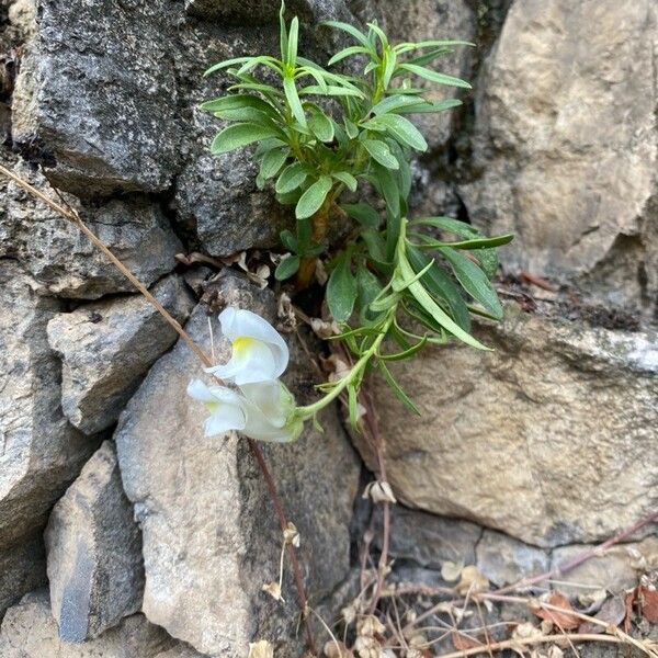 Antirrhinum siculum 葉