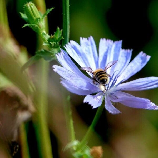 Cichorium endivia Flower