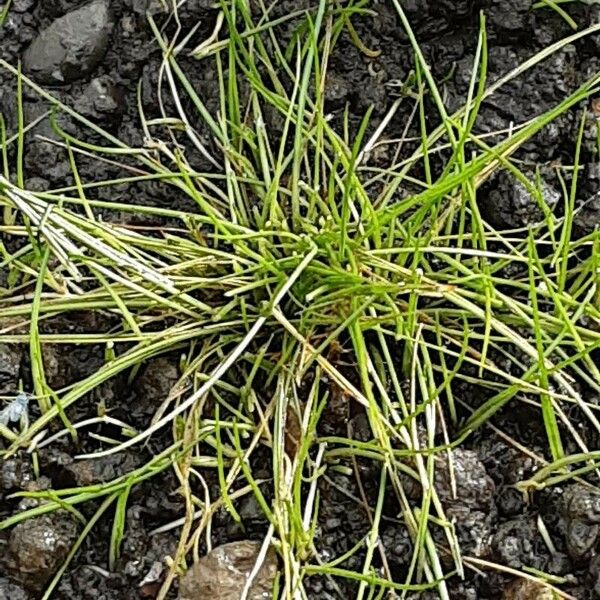 Eleocharis acicularis Habit