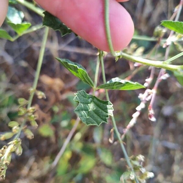 Cullen americanum Leaf