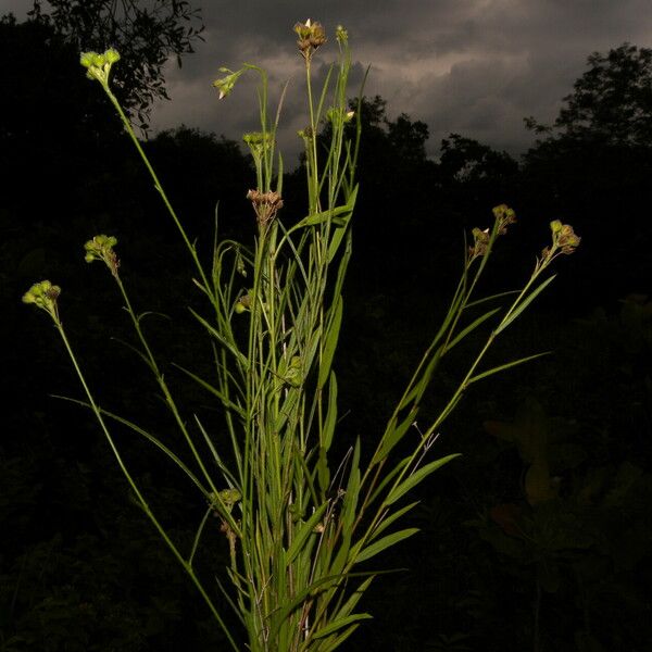 Sida linifolia Hábito