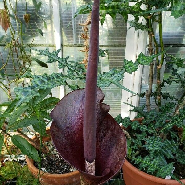 Amorphophallus konjac Квітка