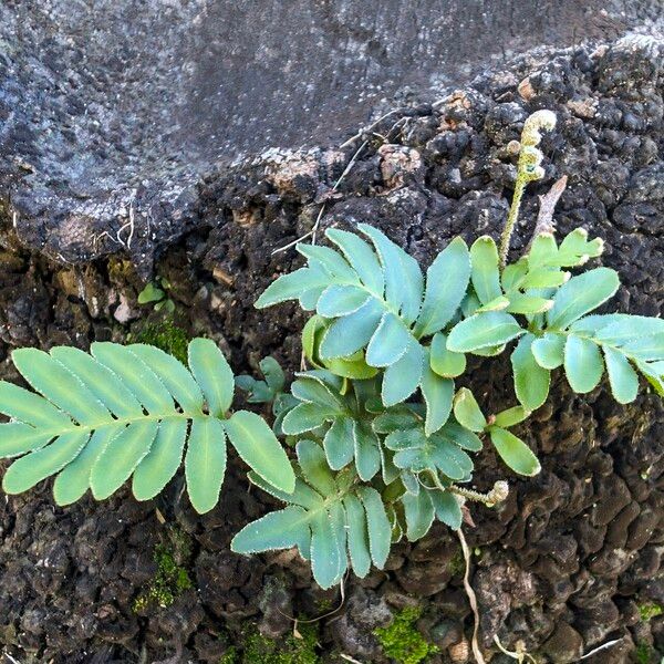 Pleopeltis polypodioides Blatt