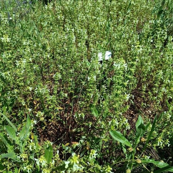 Stachys annua Tervik taim