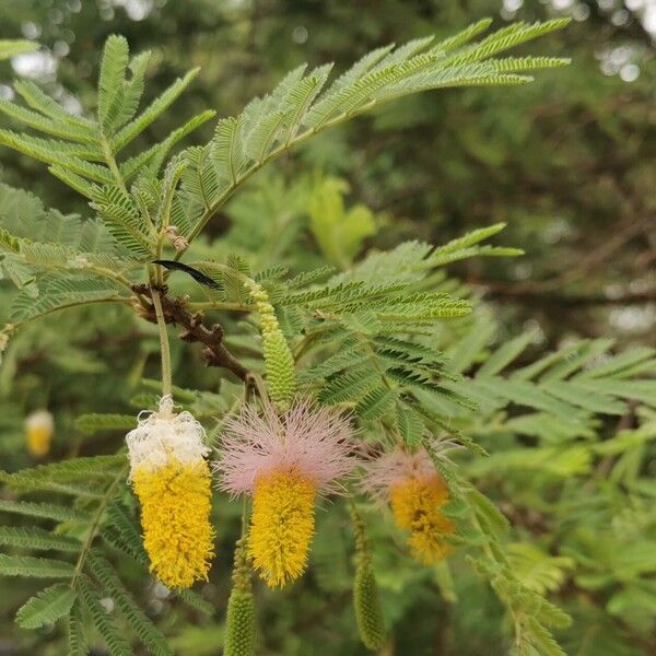 Dichrostachys cinerea Fuelha