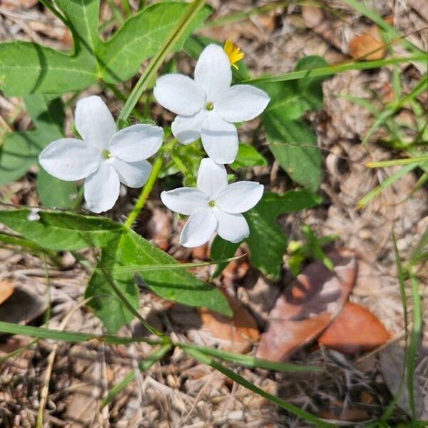 Cnidoscolus urens Blüte