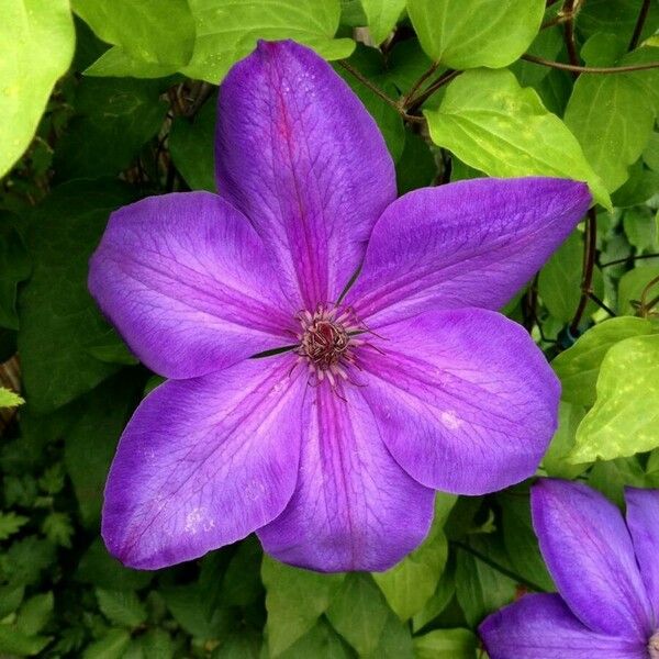 Clematis patens Flower