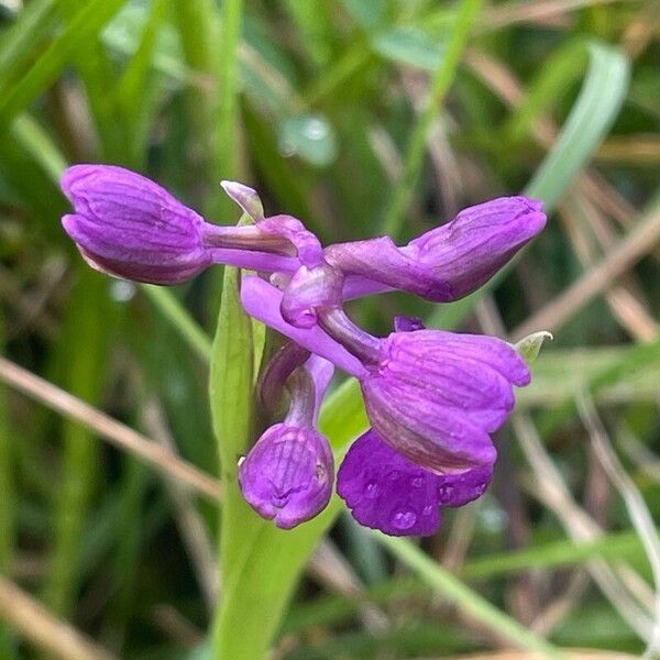 Anacamptis morio 花