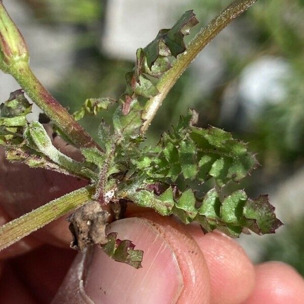 Hyoseris scabra Leaf