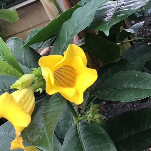 Allamanda schottii Blomst