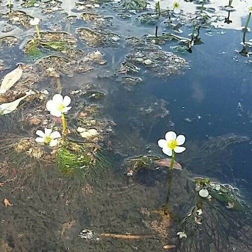 Ranunculus fluitans Квітка