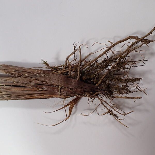 Carex esenbeckii Bark