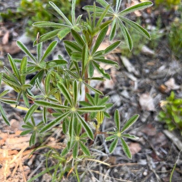 Lupinus argenteus Folla