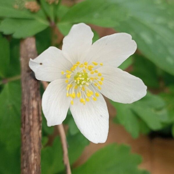 Anemonoides quinquefolia Flower