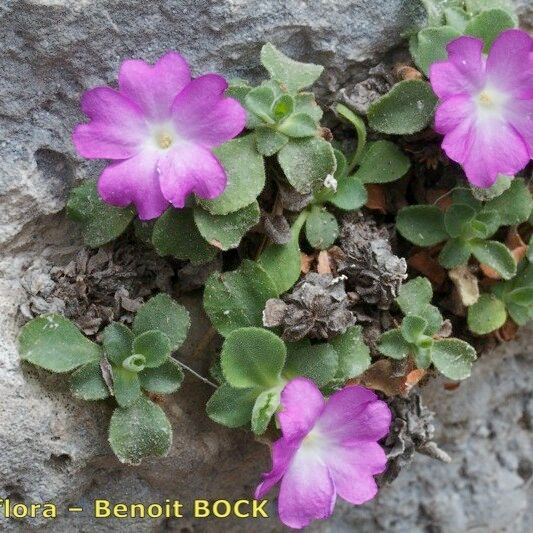 Primula allionii Συνήθη χαρακτηριστικά