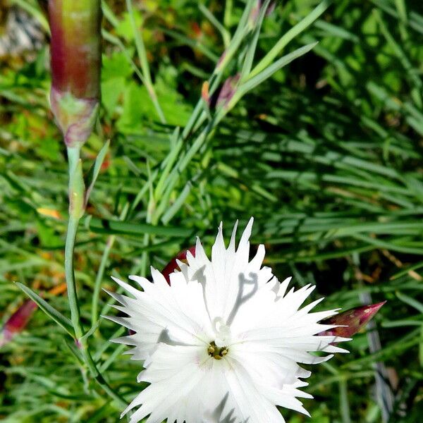 Dianthus plumarius Çiçek