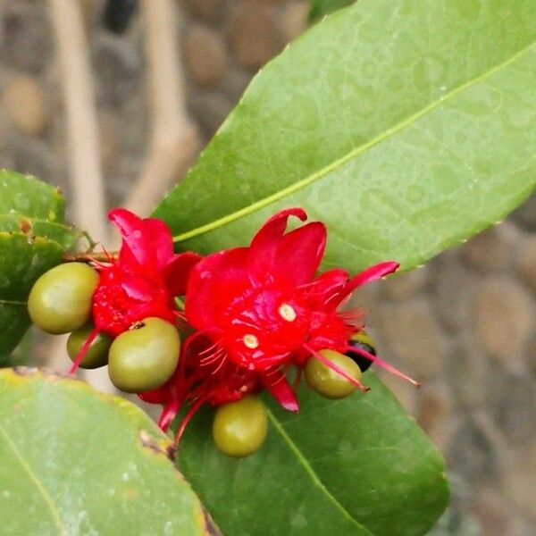 Ochna serrulata Lorea